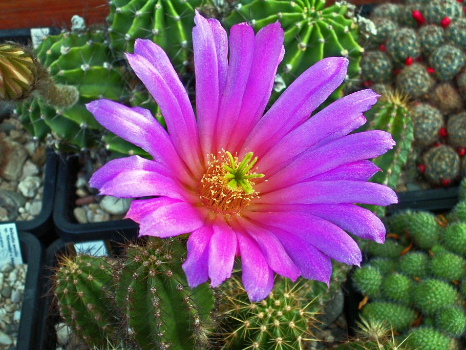 Echinocereus arizonicus