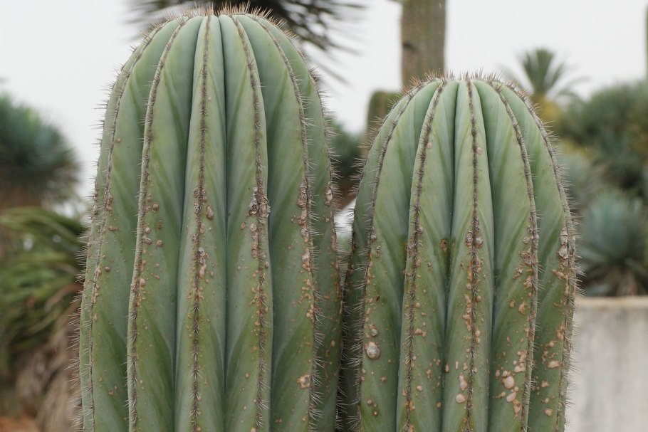Monvillea cavendishii