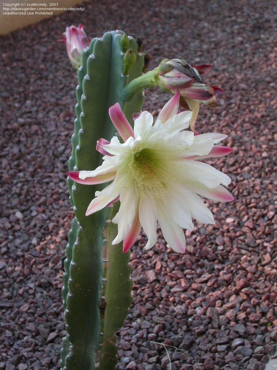 Кактус цереус Цветущий