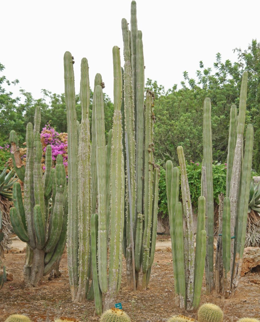 Pachycereus pringlei цветение