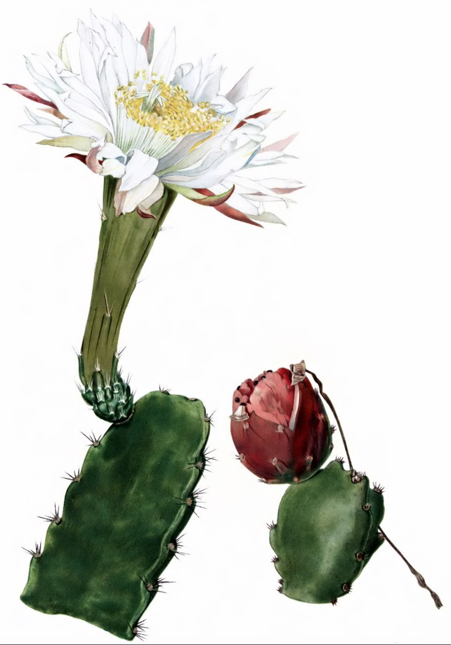 Бигуди BABYLISS Pro babts6gse