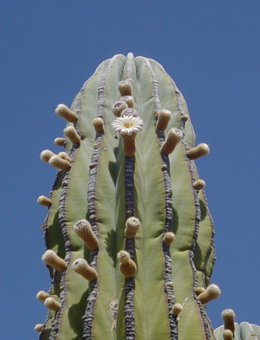 Cereus hildmannianus
