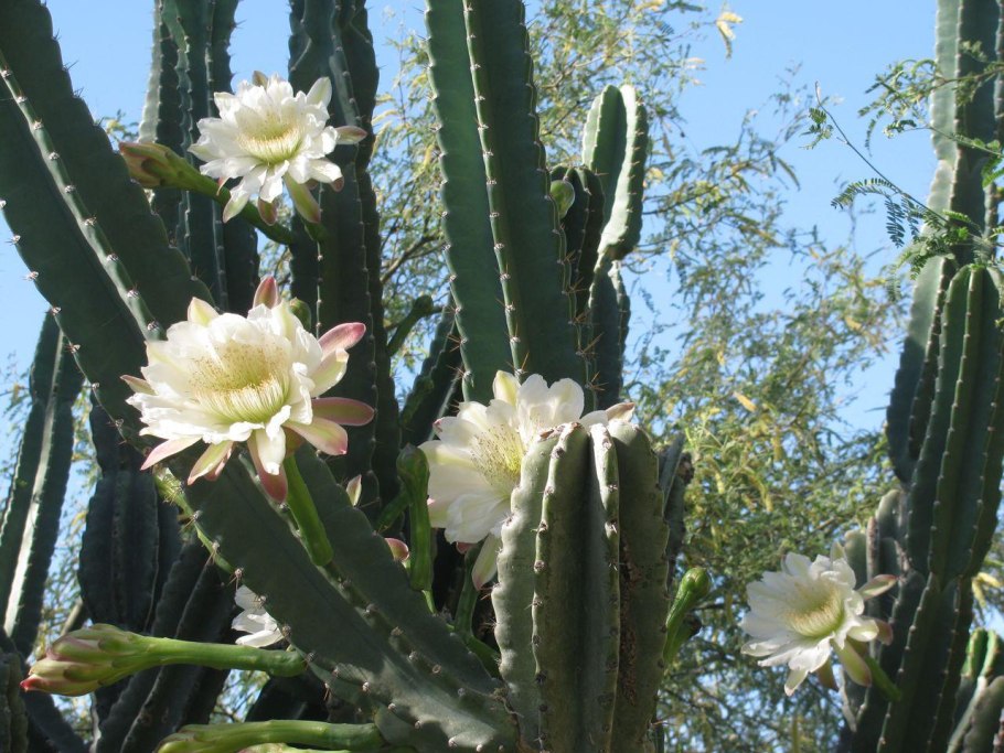 Leptocereus