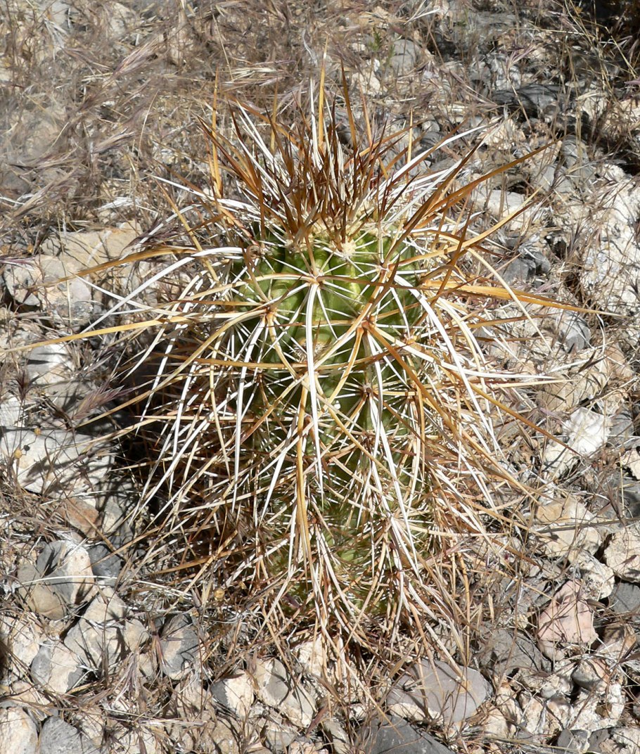 Echinocereus triglochidiatus