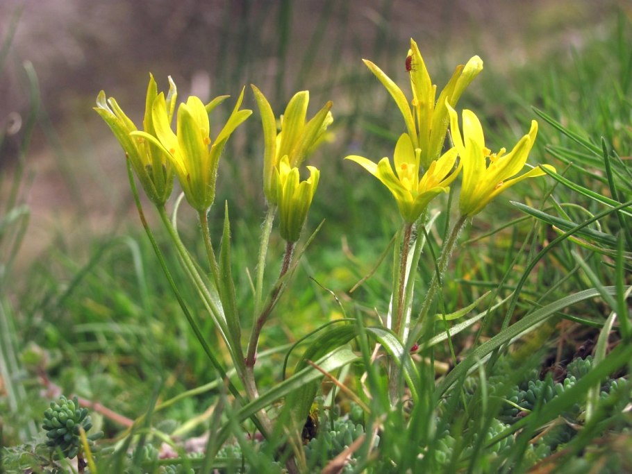 Gagea pauciflora