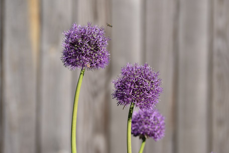 Зимний лук овощ