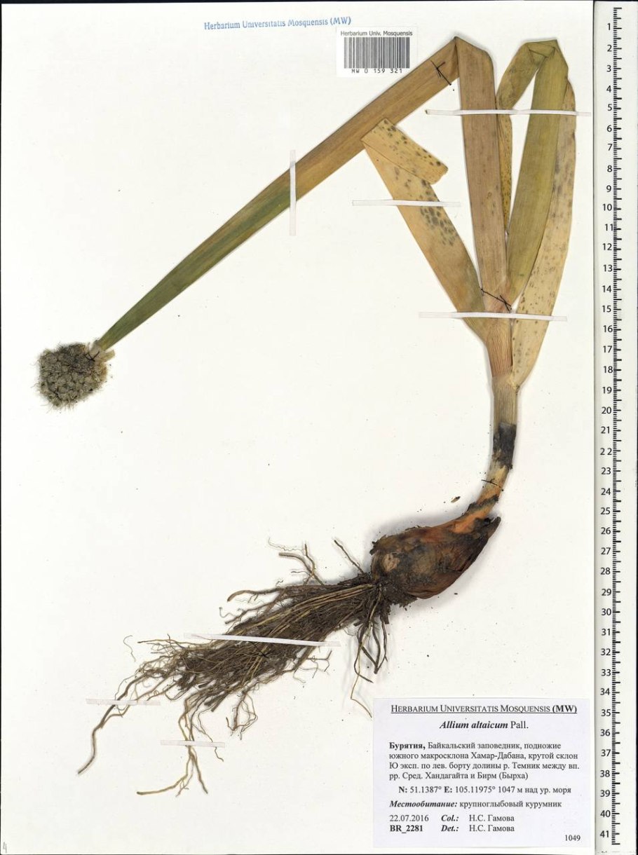 Лук сомнительный фото