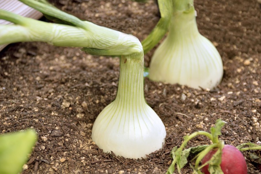 Лук порей корневище