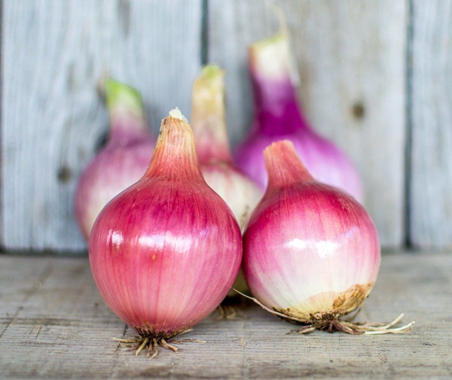 Лук склоненный луковица