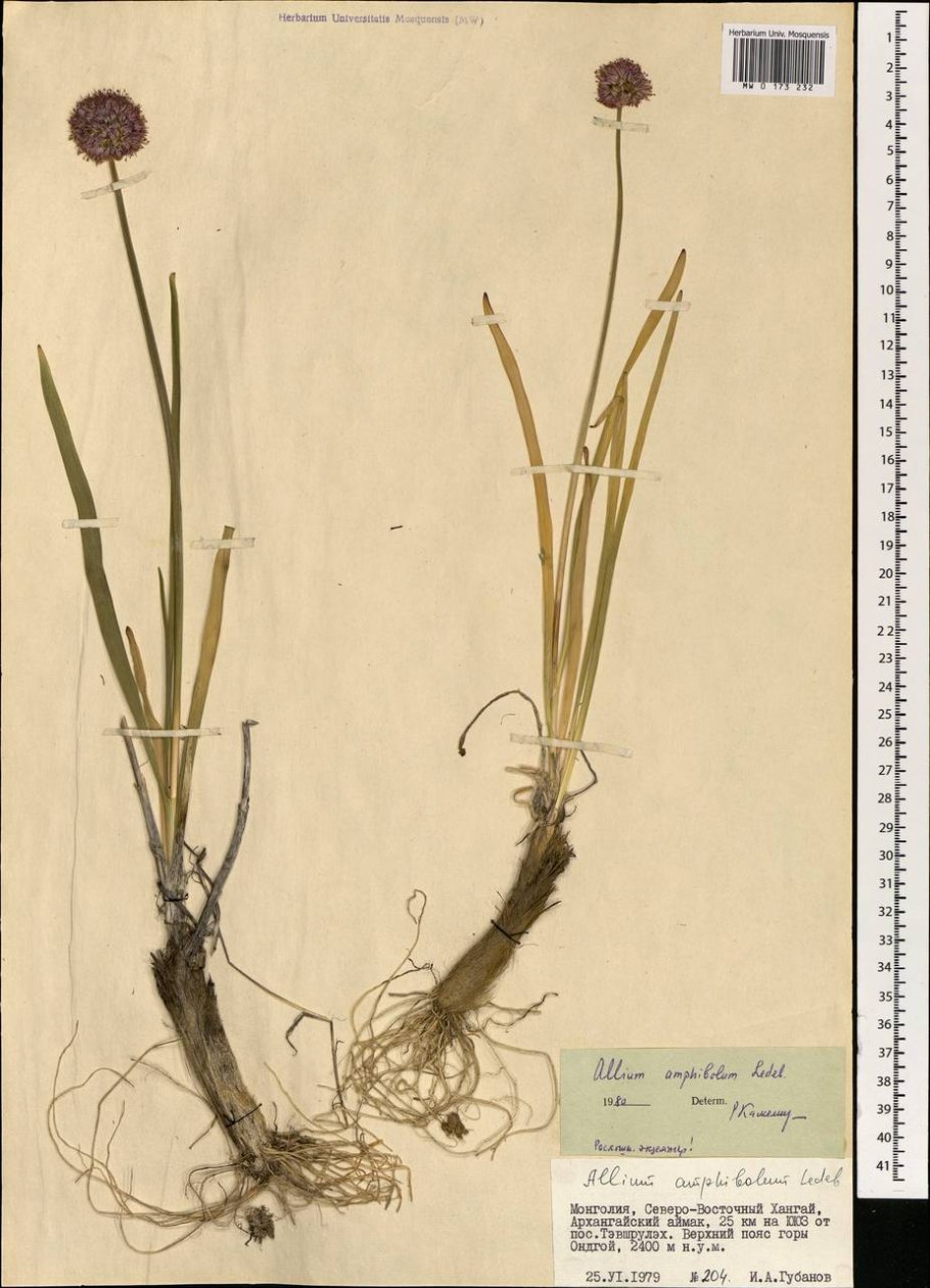 Лук регелевский