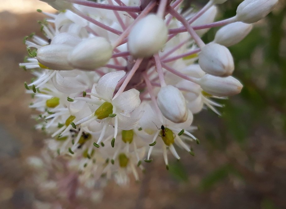 Чеснок Гарлик