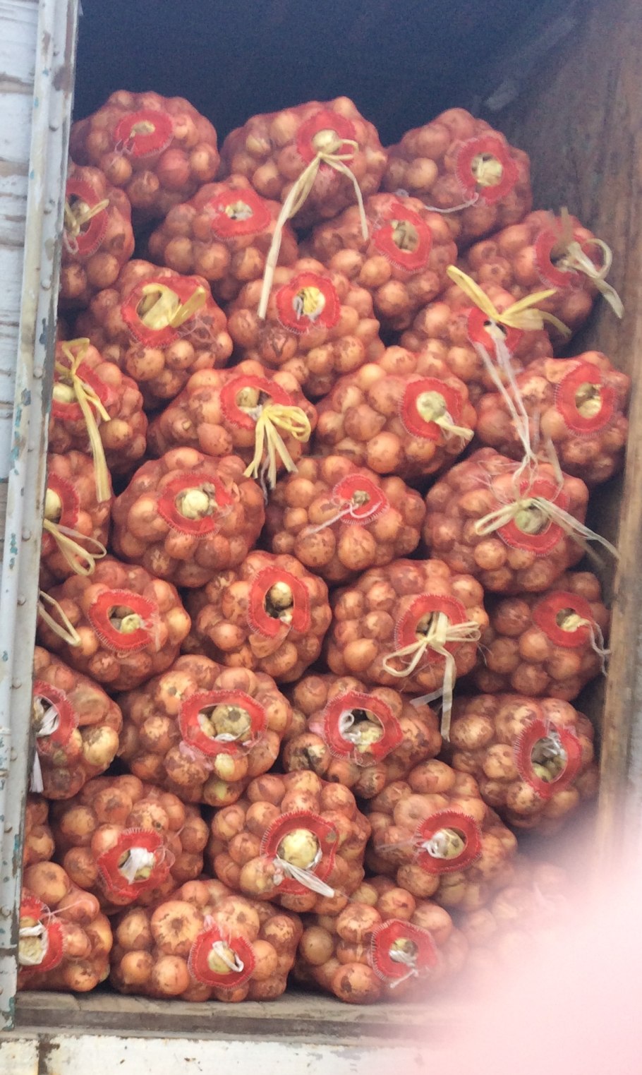 Плоский лук слизун