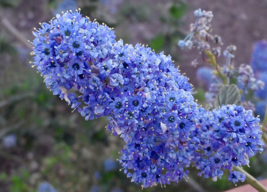 Краснокоренник пирамидальный