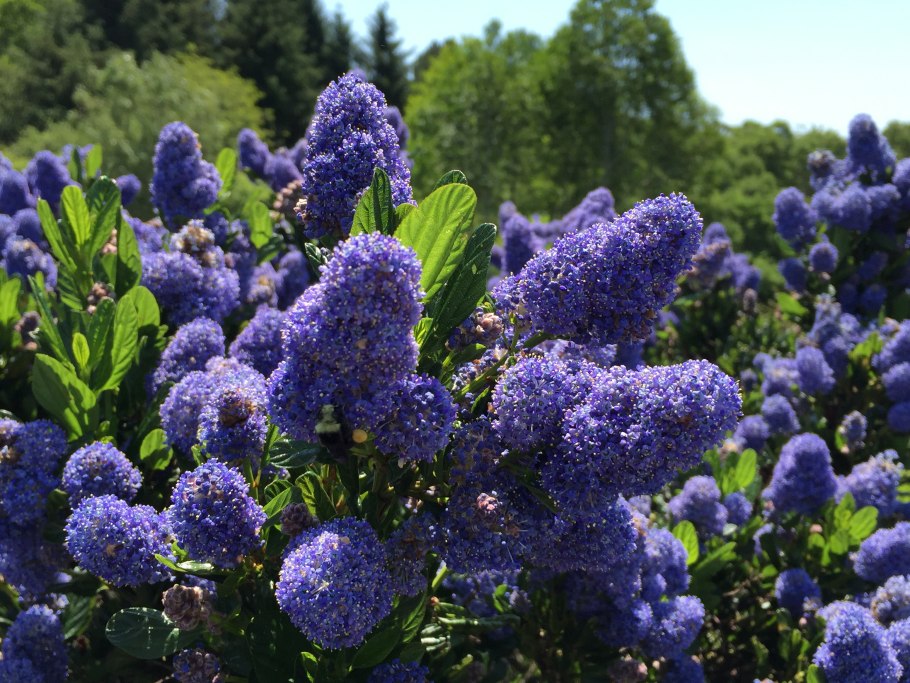Ceanothus americanus