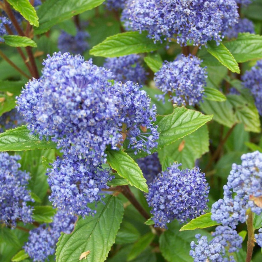 Кустарник Цеанотус