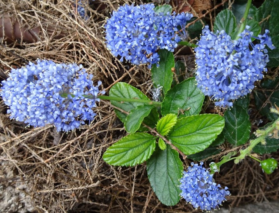 Ceanothus 'Puget Blue'