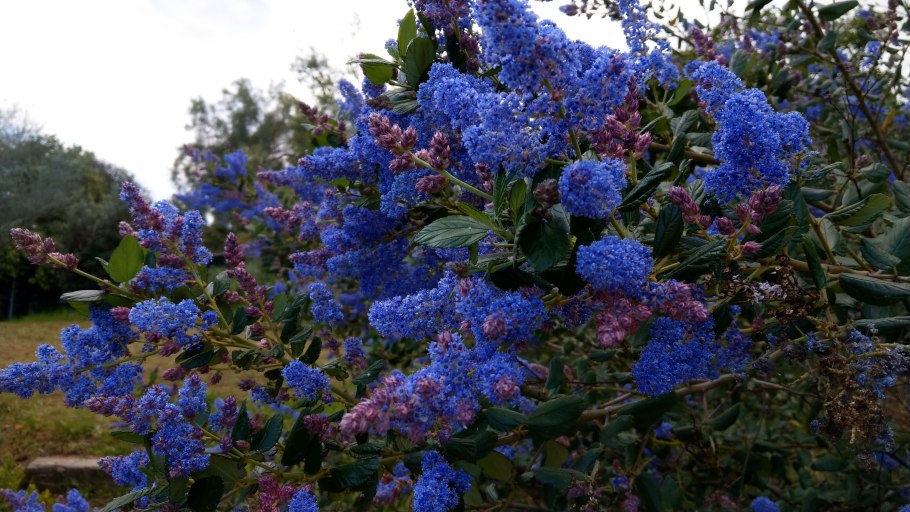 Цеанотус Эмили Браун