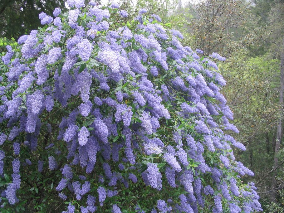 Цеанотус кистецветный