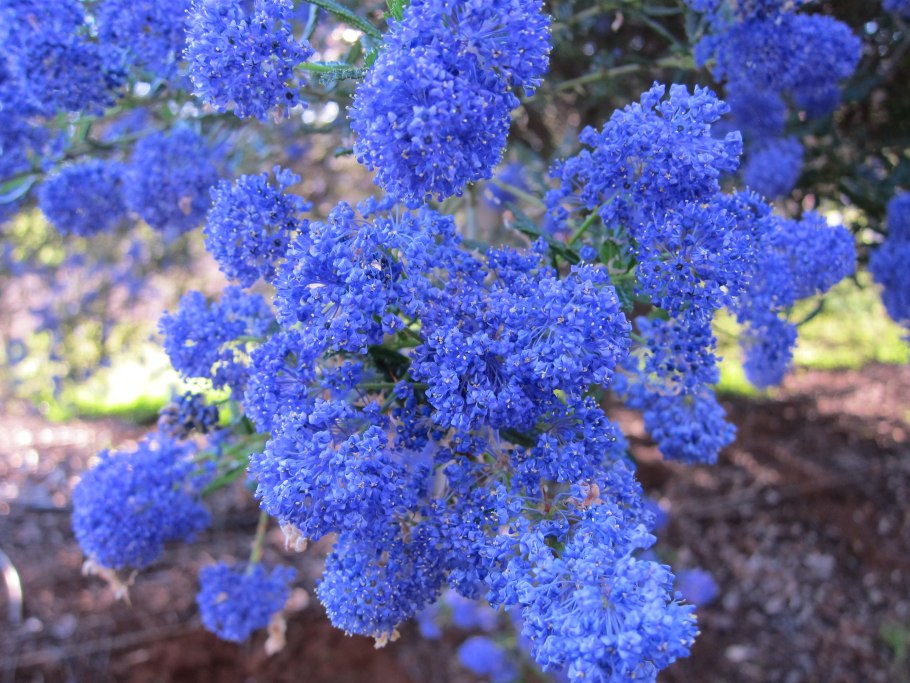 Ceanothus impressus