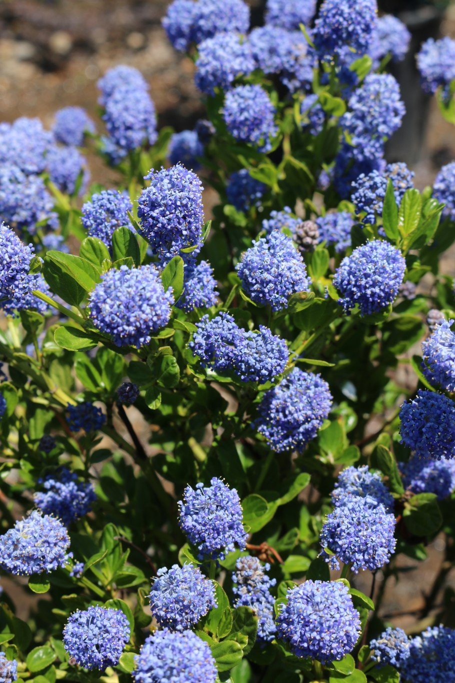 Цеанотус Американус