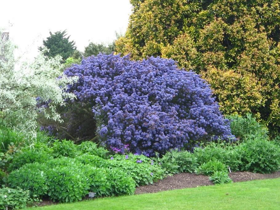 Цеанотус Мари Симон