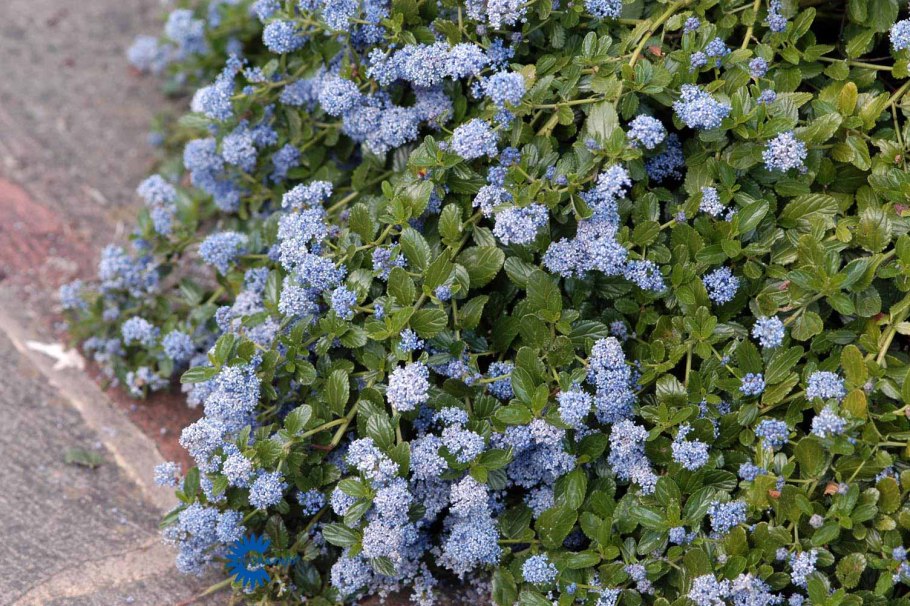 Ceanothus thyrsiflorus var repens