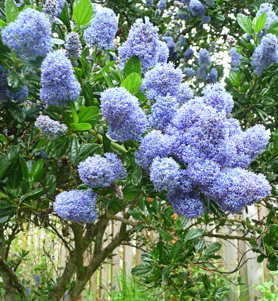 Краснокоренник Мари Симон