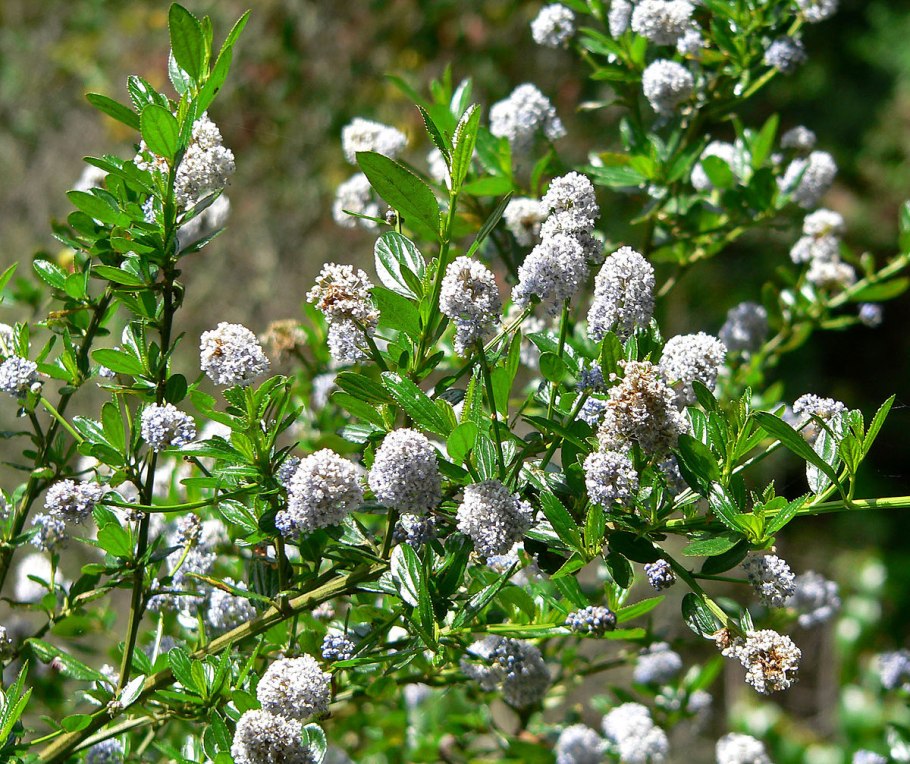 Ceanothus thyrsiflorus skylark