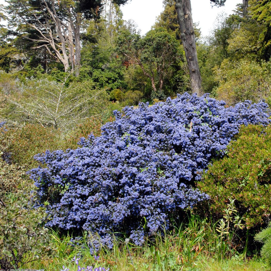 Краснокоренник сорняк