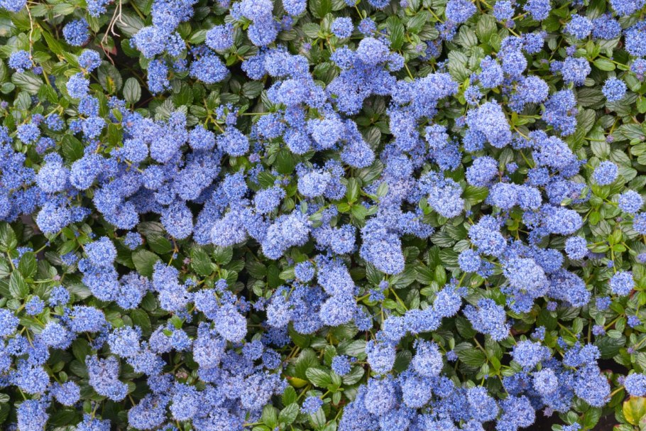 Цеанотус repens что это такое