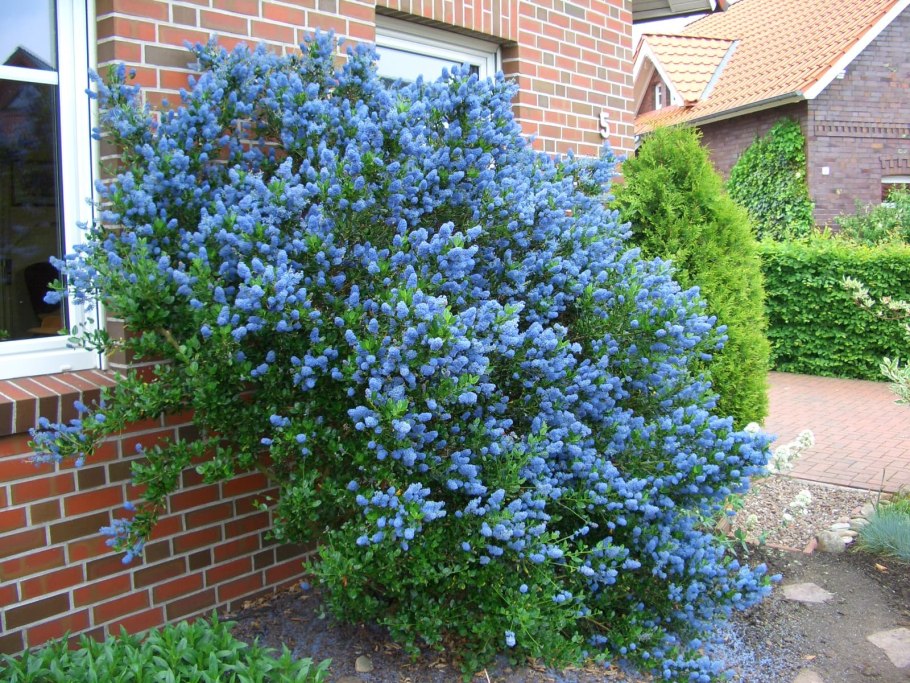 Ceanothus thyrsiflorus