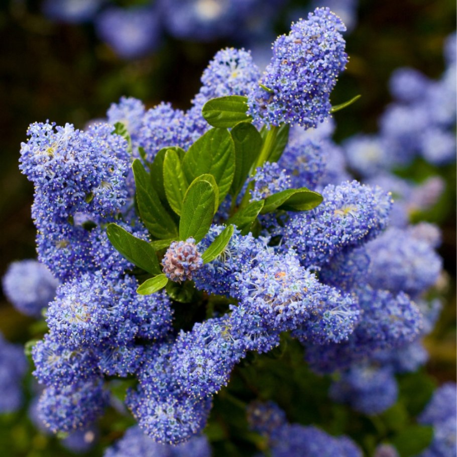 Ceanothus griseus var horizontalis