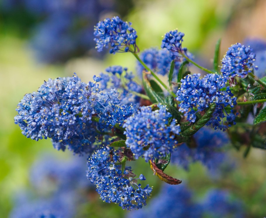 Цеанотус листья