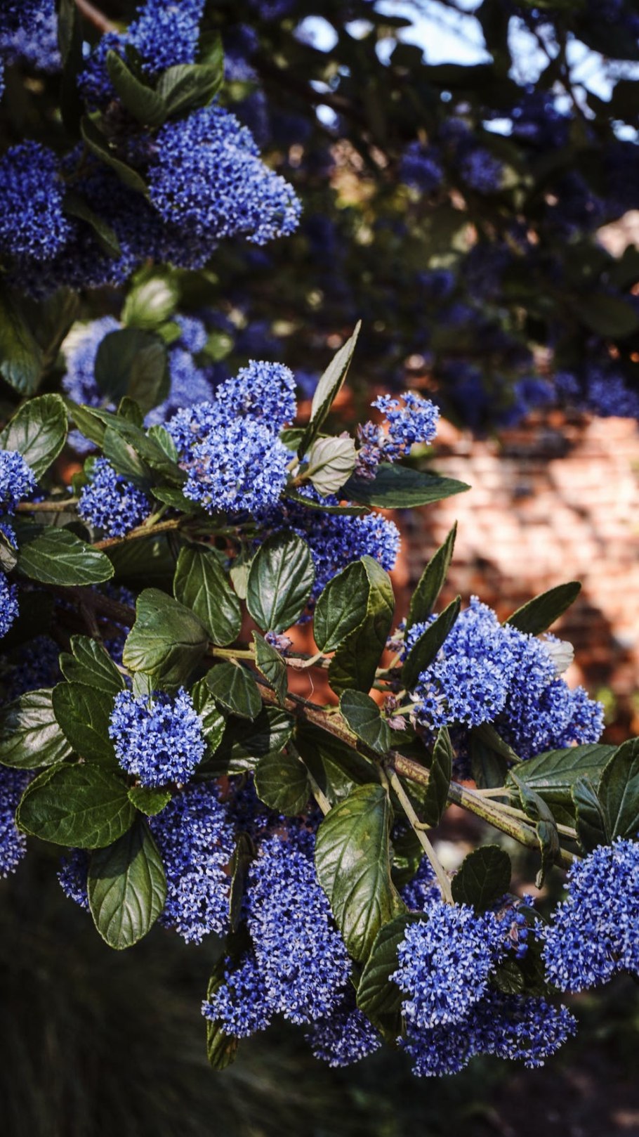 Ceanothus arboreus