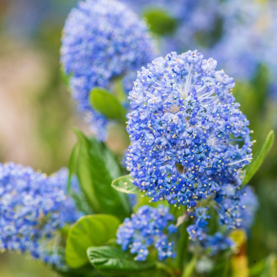 Ceanothus americanus