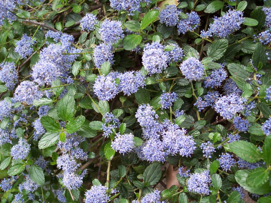 Ceanothus thyrsiflorus skylark