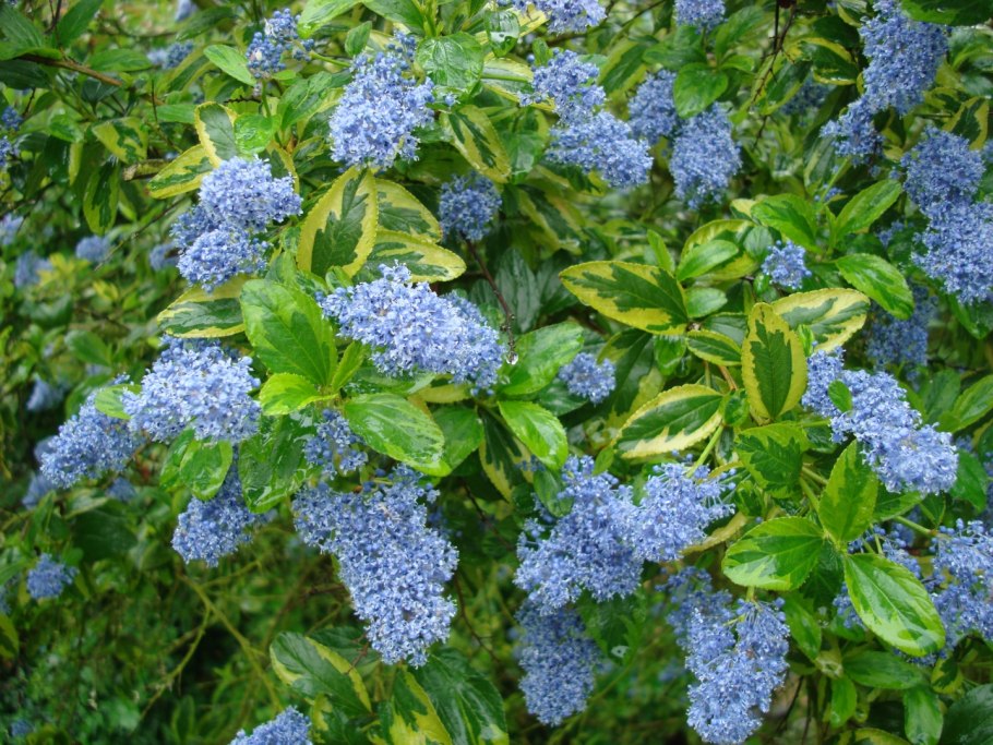 Ceanothus thyrsiflorus var repens