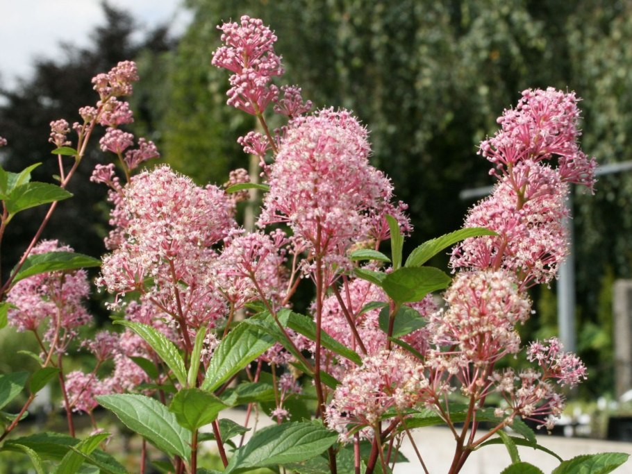 Цеанотус мари симон