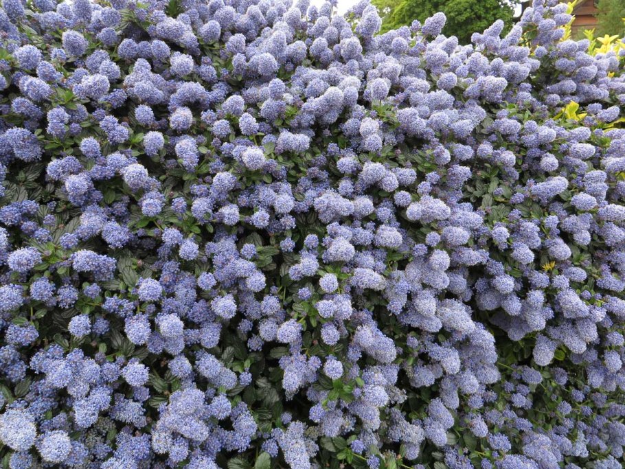 Ceanothus thyrsiflorus