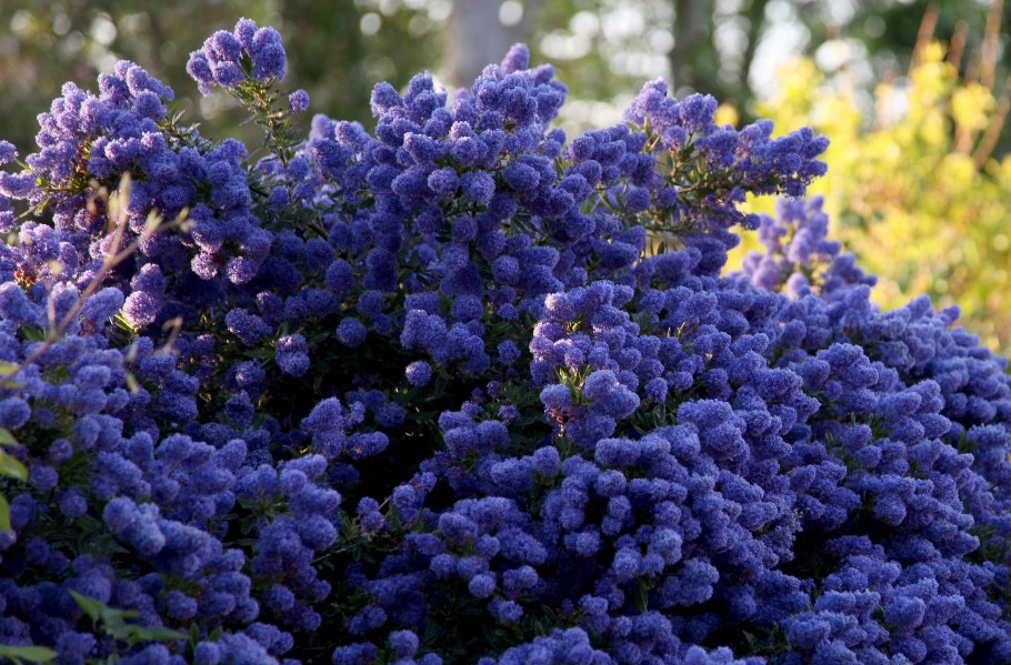 Ceanothus thyrsiflorus