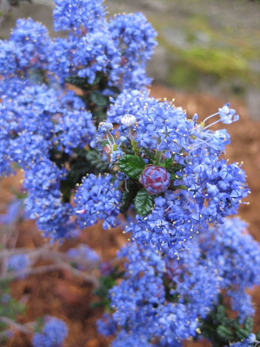 Ceanothus impressus 'victoria'