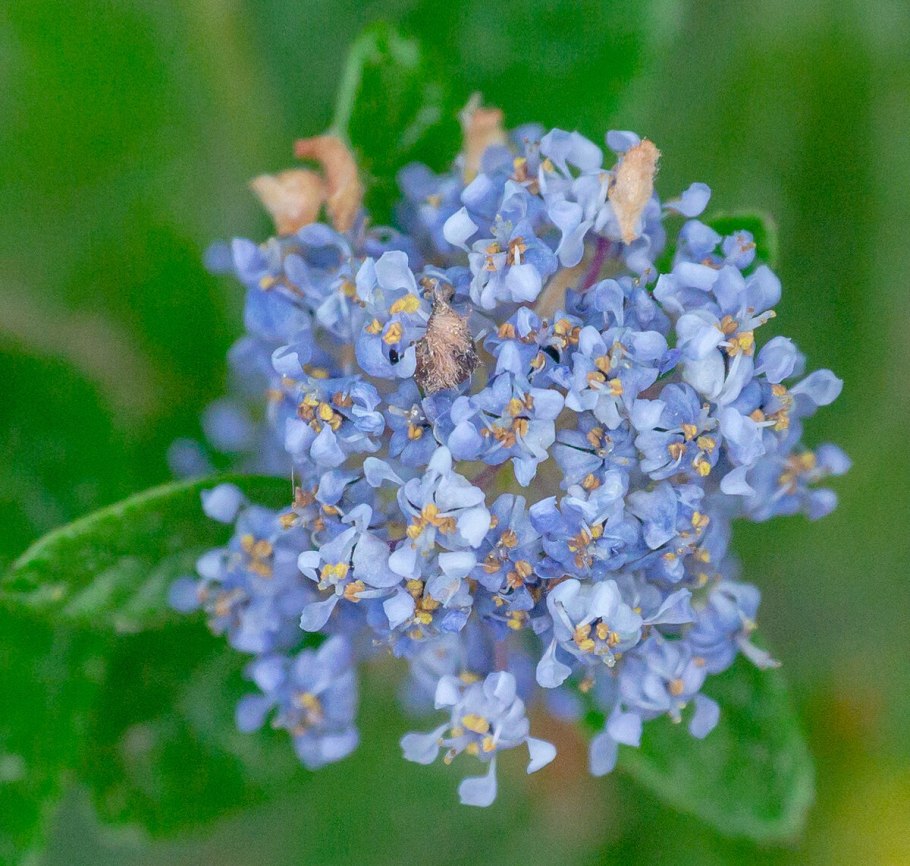 Ceanothus velutinus