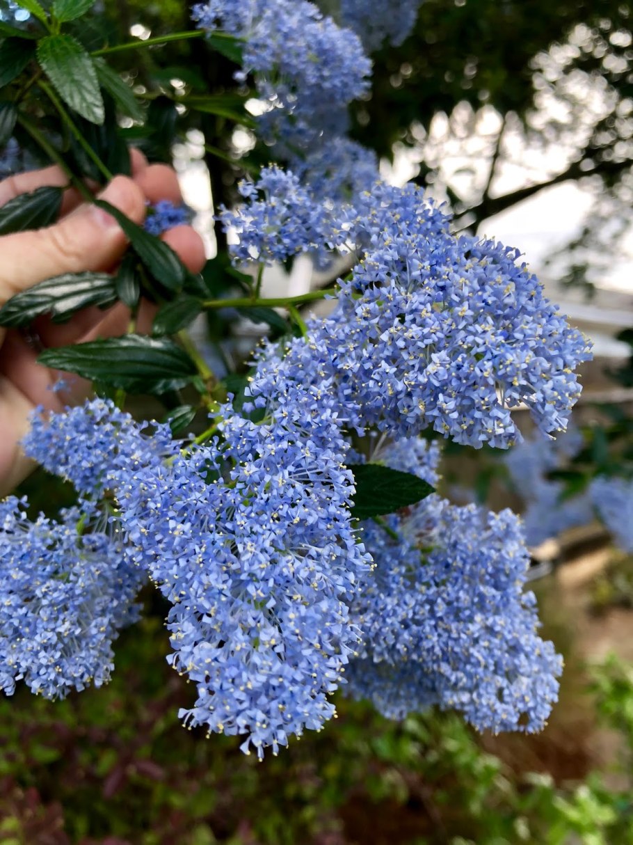 Цеанотус Репенс