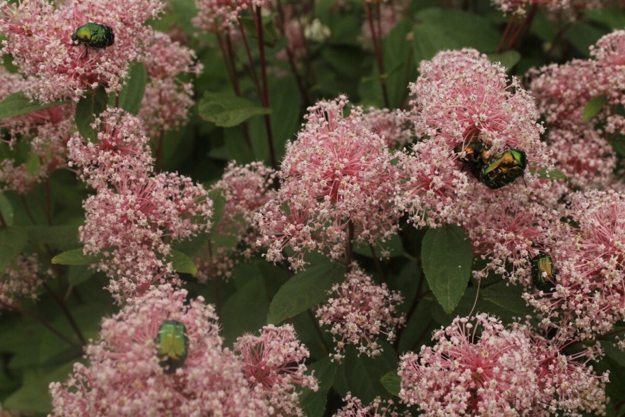 Ceanothus americanus