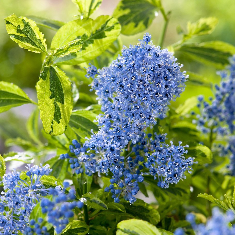 Ceanothus impressus
