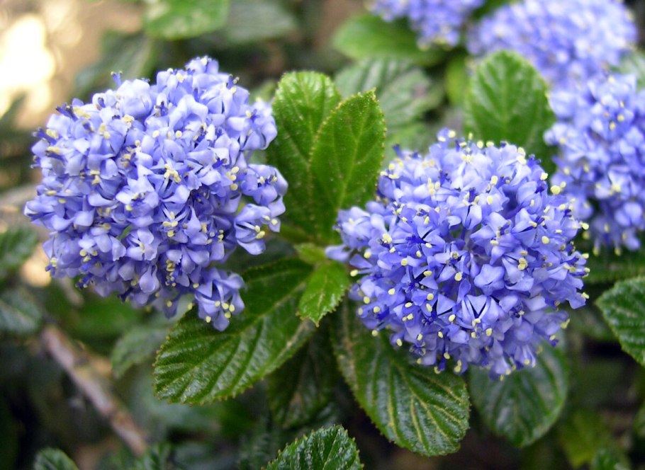 Ceanothus thyrsiflorus var repens