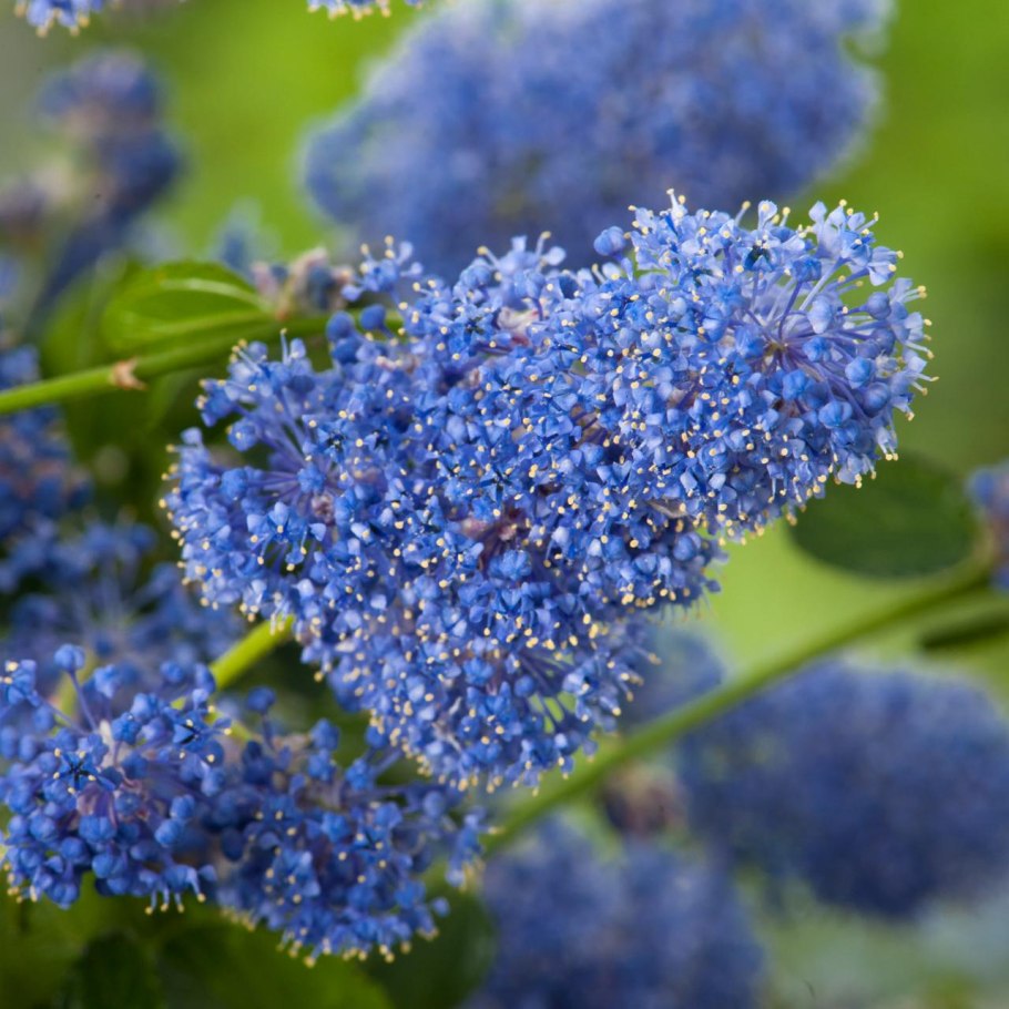 Цеанотус (краснокоренник) Ceanothus