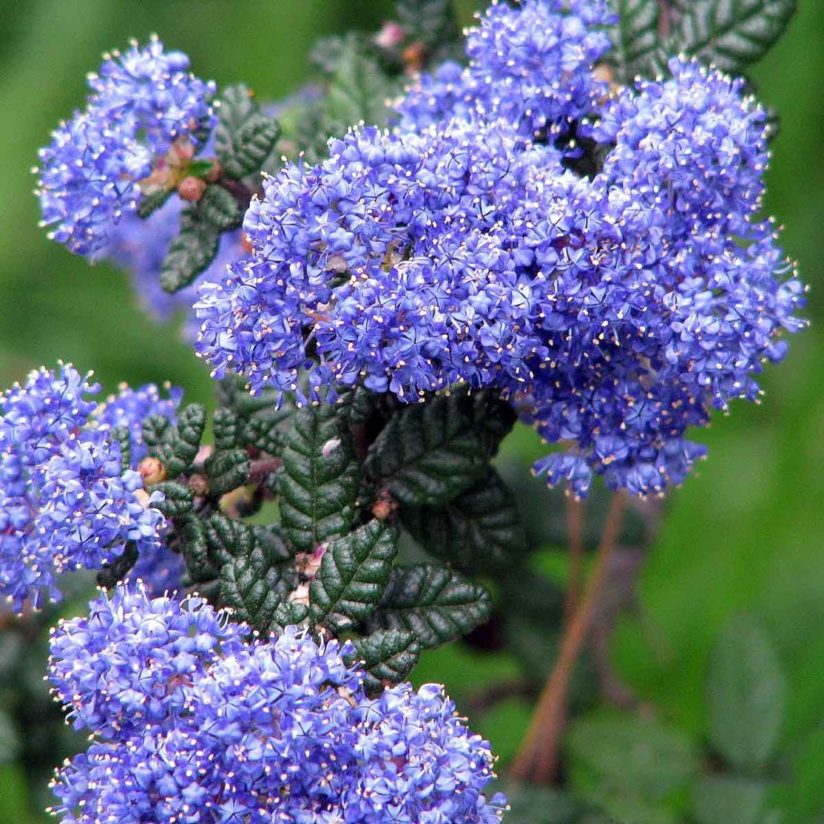 Ceanothus velutinus