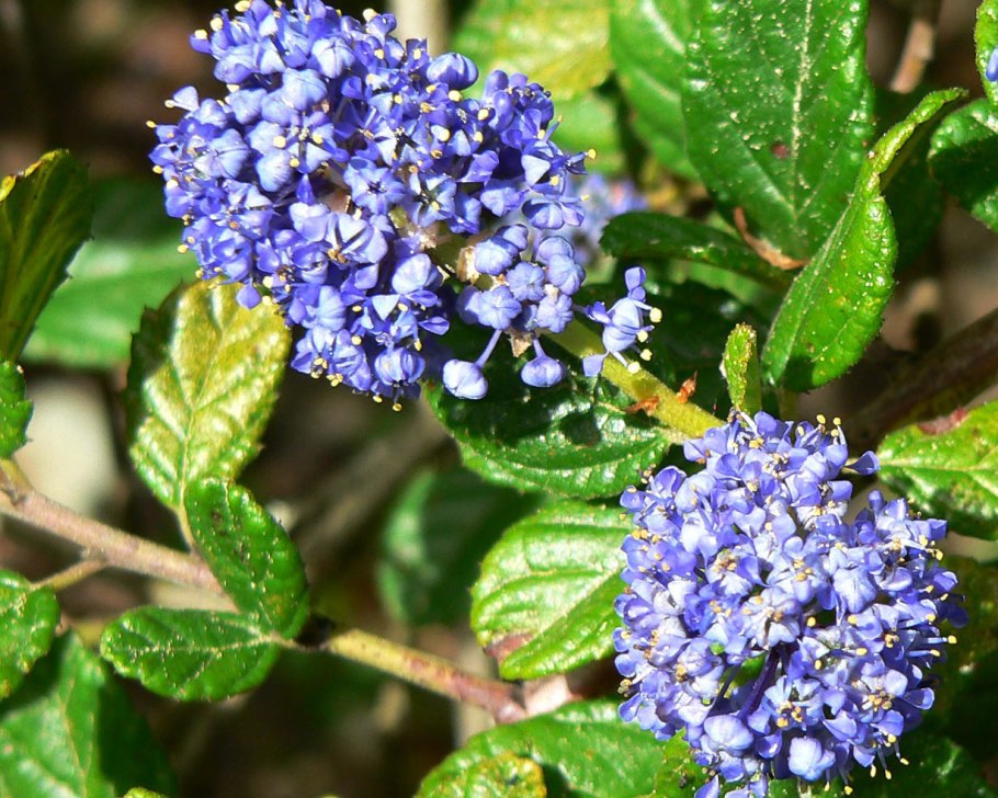 Ceanothus griseus var horizontalis