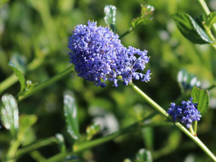 Цеанотус виктория